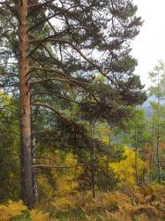 Фотоконкурс Золотая осень на Алтае 2020.Белокуриха. Гора Церковка.Дата:09.2020