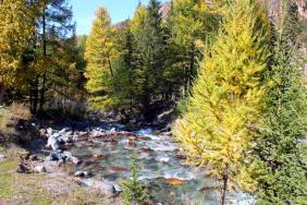 Фотоконкурс Золотая осень на Алтае 2019