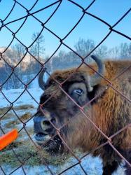 Фотоконкурс Смехотурики 2022 Корниенко Лариса