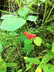 Костяника каменистая