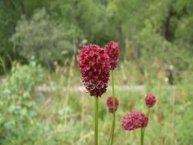 Кровохлебка лекарственная