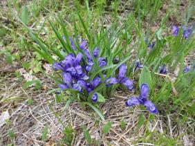 Ирис русский дикорастущий  (Кукушкины слезки)