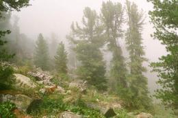 Долина Кулядын в тумане
