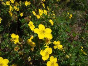 Курильский чай кустарниковый (Лапчатка кустарниковая)