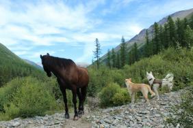 #СмАвтор Шаповалова С.В. в км 2 от Шавлинских озер, Алтай : «А если медведь?»