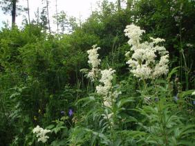 Лабазник (Таволга)