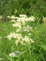 Лабазник (Таволга) на Алтае Лабазник (Таволга) на Алтае