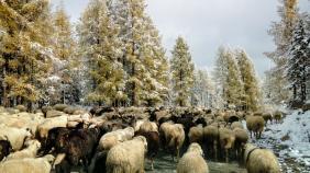 Фотоконкурс Золотая осень на Алтае 2020. Улаганский перевал Дата: 09. 2020