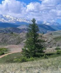 Лиственница сибирская