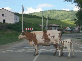  На удочку реально поймать? Мне кажется, что один уже клюёт!..., 28.06.2018 село Черный Ануй Солонешенский район