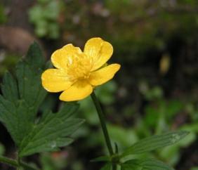 Лютик едкий