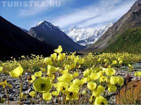 Мак альпийский на Алтае Мак альпийский на Алтае