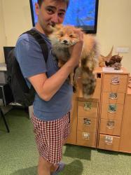 2. Две лисы. Национальный Музей Республики Алтай.