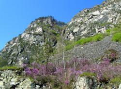 Цветение Маральника : Цветущий маральник