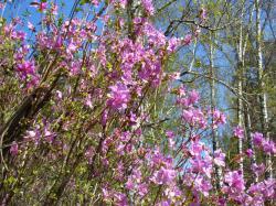 Цветение Маральника : Цветущий маральник