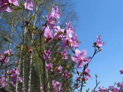 Цветение Маральника : Цветущий маральник