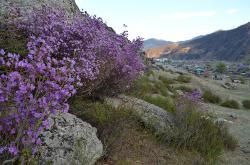 Горный Алтай : Цветение маральника :  Цветущий маральник и вид на с. Купчегень 2015 г.