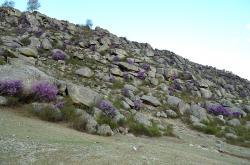 Горный Алтай : Цветение маральника : Аккуратные шарики цветущего маральника около с. Купчегень 2015 г.