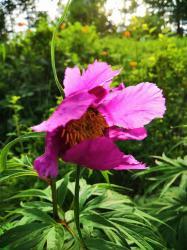 Пион уклоняющийся (Марьин корень)