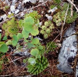 Молодило горное