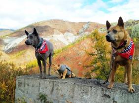 Фотоконкурс Золотая осень на Алтае 2021