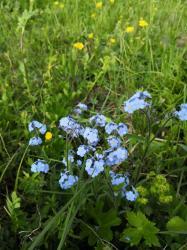 Незабудка лесная