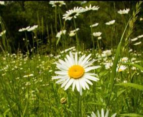 Нивяник обыкновенный