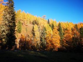 Результаты Фотоконкурса  «Золотая осень на Алтае» 2025 