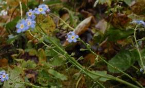 Осенние цветы на Алтае