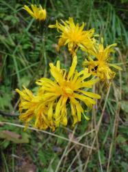 Осенние цветы на Алтае