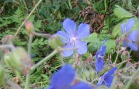 Осенние цветы на Алтае