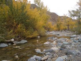 Фотоконкурс Золотая осень на Алтае 2021