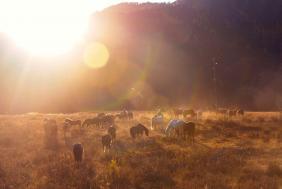 Золотая Осень 2023 - Рядом с Ороктойским мостом