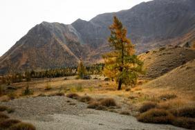 Золотая осень 2023 - Курайская степь