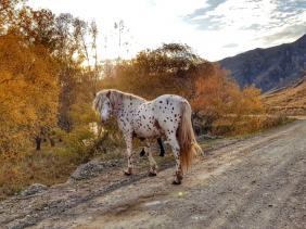 Фотоконкурс Золототая осень на Алтае 2018.