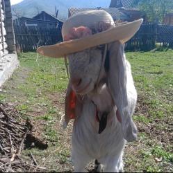 Наша дама Гретта очень любит шляпы. Гостевая ферма Поповых.