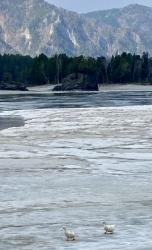 Фотоконкурс Смехотурики 2026 : «Гуськом навстречу Весне!»  07 апреля 2025 года. Майминский район, с.Барангол