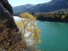 Фотоконкурс Золототая осень на Алтае 2018. Катунь вблизи села Куюс, Алтай. 