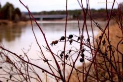 Река Лебедь : Горный Алтай