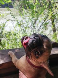 « Мааам, ну отпусти, а то меня кошки засмеют» фото сделано на территории отель кафе Царская охота, на берегу в беседке, по направлению к водопаду Каммышенский 10.05.2025г