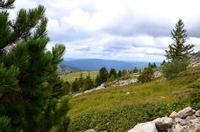 Отдых на Алтае : Что посмотреть на Семинском перевале : Гора Сарлык : Можжевельник между камнями и одиночные кедры на склоне г. Сарлык
