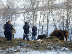 А вам слабо в клетку к зубрам? Не, мы с хлебом. с. Черга зубровый питомник.