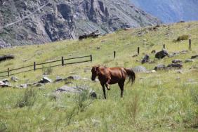 Не подходи!!! Я сегодня в гневе!!  Чулышманская долина т/б Кату-Ярык.