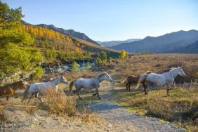 Фотоконкурс Золотая осень на Алтае 2022