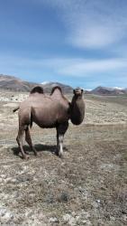 Алтай. Кош-Агачский район