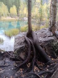 Фотоконкурс Золотая осень на Алтае 2020. Гейзеровое озеро. Дата 13.09.2020