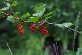 Смородина красная