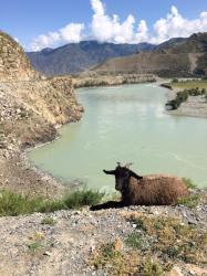 1. Лежу я на обрыве, любуюсь на Катунь и жду туристов с хлебцем -- я ж козлик-озорун! (Село Б. Яломан река Катунь)