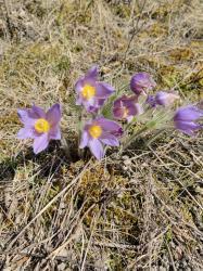 Прострел раскрытый (Сон-трава)