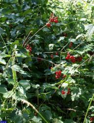 Автор фото: sergey-63